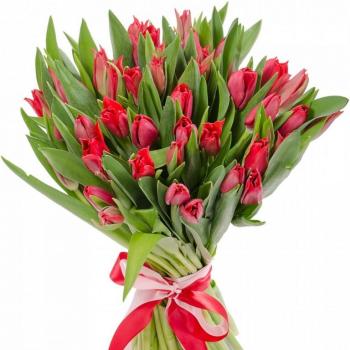 Красные тюльпаны 25 шт (артикул: 140070)